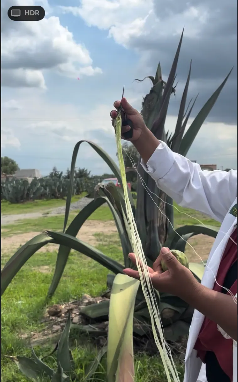 Agave fiber demonstration near the pyramids